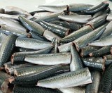 160 pix mackerel hgt